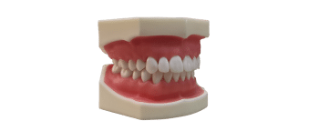 Shengli SHENGLI Teeth model
